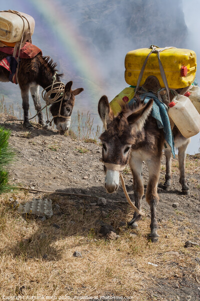 Donkeys carrying water in the higlands on Sao Antao, Cape Verde Islands Picture Board by Frank Bach