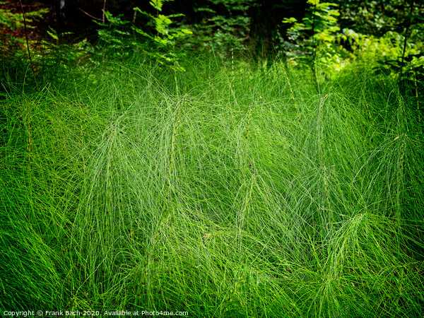 Horsetails in a dark forest, Padborg Denmark Picture Board by Frank Bach