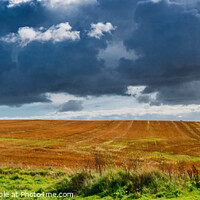Buy canvas prints of Golden fields at the border between Denmark and Germany near Krusaa, Gendarmstien by Frank Bach