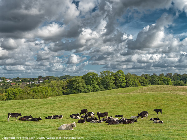 Fields with cattle at the border between Denmark and Germany near Krusaa, Gendarmstien Picture Board by Frank Bach