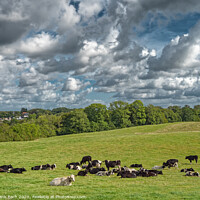Buy canvas prints of Fields with cattle at the border between Denmark and Germany near Krusaa, Gendarmstien by Frank Bach