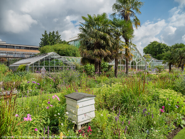 Cambridge botanic garden greenhouses, England Picture Board by Frank Bach