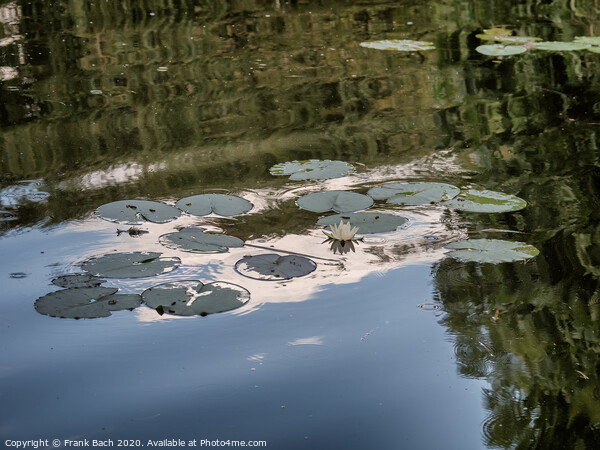 Cambridge botanic garden pond with waterlilies, England Picture Board by Frank Bach