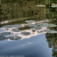 Buy canvas prints of Cambridge botanic garden pond with waterlilies, England by Frank Bach