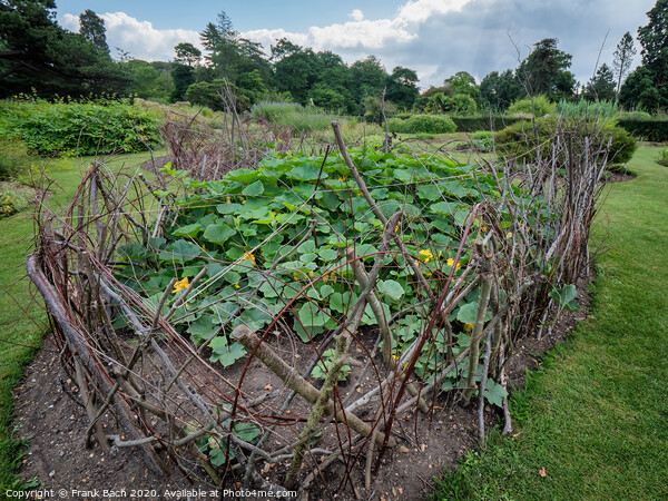 Walled cucumber flower bed in Cambridge botanic garden, England Picture Board by Frank Bach