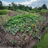 Buy canvas prints of Walled cucumber flower bed in Cambridge botanic garden, England by Frank Bach