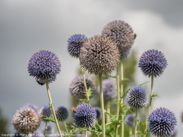 Thistle flowers in Cambridge botanic garden, England Picture Board by Frank Bach