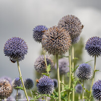 Buy canvas prints of Thistle flowers in Cambridge botanic garden, England by Frank Bach