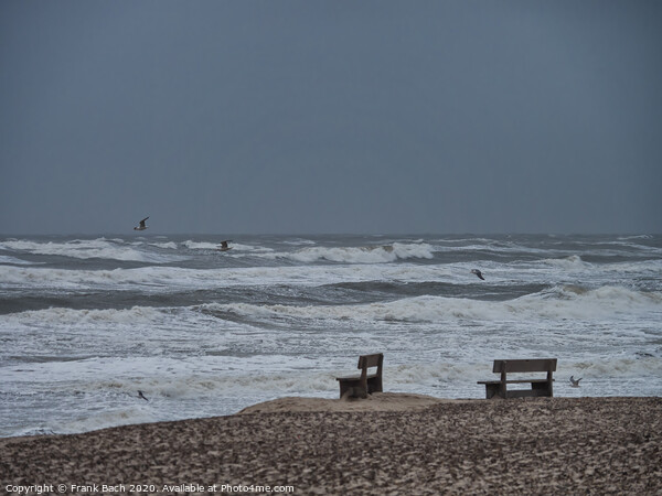 Henne beach in Jutland with benches on a stormy day, Denmark Picture Board by Frank Bach