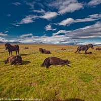 Buy canvas prints of Icelandic horses resting in the cold wind by Frank Bach