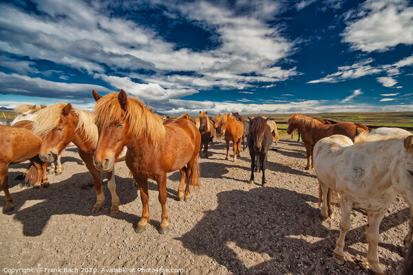 Icelandic horses resting in the cold wind Picture Board by Frank Bach