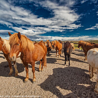 Buy canvas prints of Icelandic horses resting in the cold wind by Frank Bach