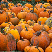 Buy canvas prints of Fresh harvested pumpkins ready for sale by Frank Bach