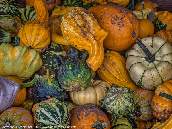 Fresh harvested pumpkins ready for sale Picture Board by Frank Bach
