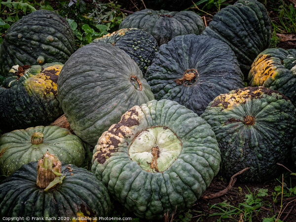 Fresh harvested pumpkins ready for sale Picture Board by Frank Bach