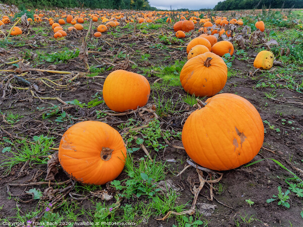 Fresh harvested pumpkins ready for sale Picture Board by Frank Bach