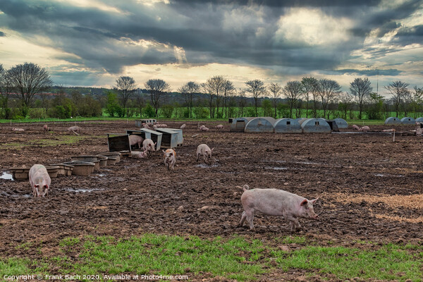Pig farm free range landscape, Denmark Picture Board by Frank Bach