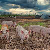Buy canvas prints of Pig farm free range landscape, Denmark by Frank Bach