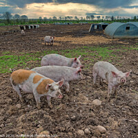 Buy canvas prints of Pig farm free range landscape, Denmark by Frank Bach