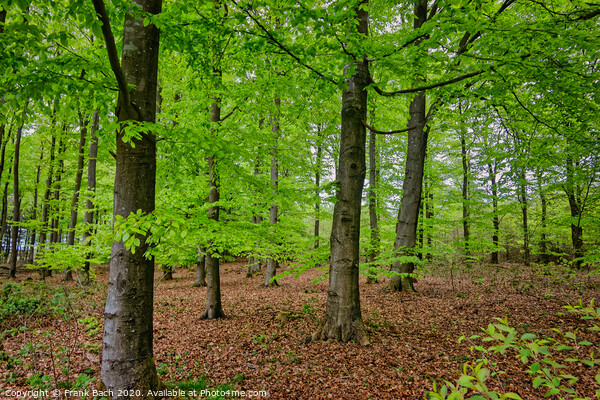 Beech trees plantation reforestation in Tirslund, Denmark Picture Board by Frank Bach