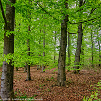 Buy canvas prints of Beech trees plantation reforestation in Tirslund, Denmark by Frank Bach