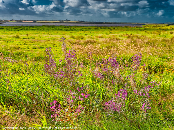 Wild Fireweed plants in the Skjern enge meadows, Denmark Picture Board by Frank Bach