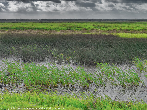 Skjern enge meadows flood delta in Denmark Picture Board by Frank Bach