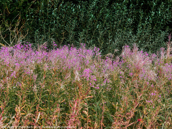 Wild Fireweed plants in the Skjern enge meadows, Denmark Picture Board by Frank Bach