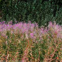 Buy canvas prints of Wild Fireweed plants in the Skjern enge meadows, Denmark by Frank Bach