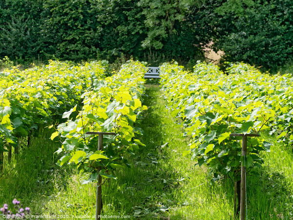 Small Danish vineyard near Vingsted and Vejle, Denmark Picture Board by Frank Bach