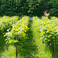 Buy canvas prints of Small Danish vineyard near Vingsted and Vejle, Denmark by Frank Bach