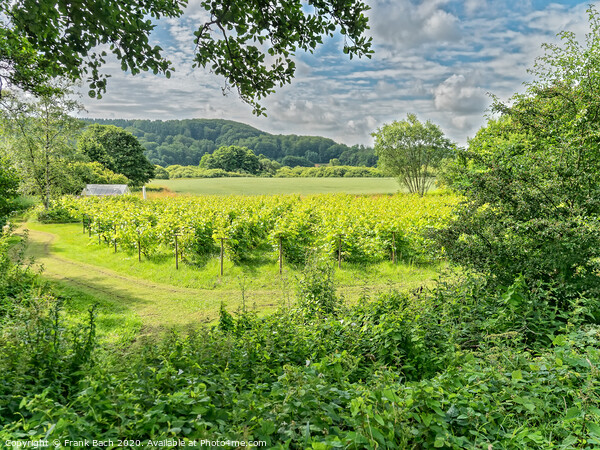 Small Danish vineyard near Vingsted and Vejle, Denmark Picture Board by Frank Bach