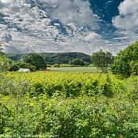 Buy canvas prints of Small Danish vineyard near Vingsted and Vejle, Denmark by Frank Bach