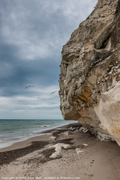 Bird cliffs in Bulbjerg near Lild beach in Thy, Denmark Picture Board by Frank Bach