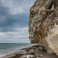 Buy canvas prints of Bird cliffs in Bulbjerg near Lild beach in Thy, Denmark by Frank Bach