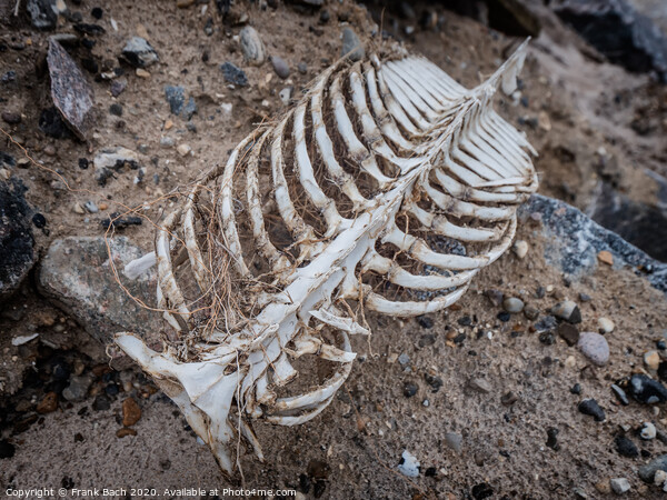 Porpoise skeleton at the beach in Lild, Denmark Picture Board by Frank Bach