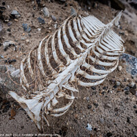 Buy canvas prints of Porpoise skeleton at the beach in Lild, Denmark by Frank Bach