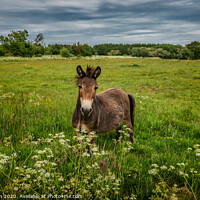 Buy canvas prints of Mule in a field in Thy, Denmark by Frank Bach