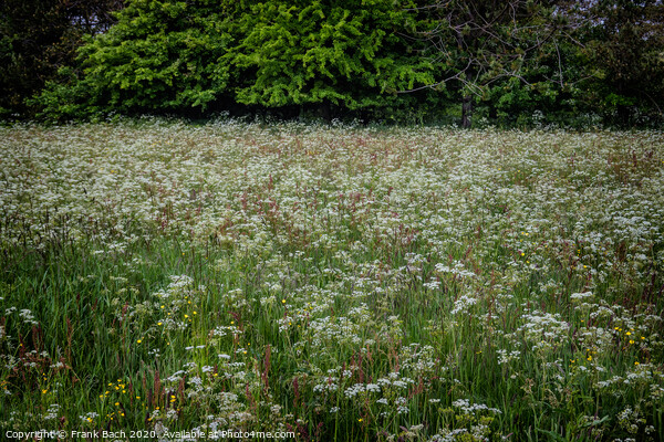 Field with wild chervil in Thy, Denmark Picture Board by Frank Bach