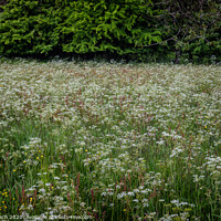 Buy canvas prints of Field with wild chervil in Thy, Denmark by Frank Bach