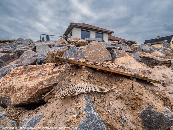 Porpoise skeleton at the beach in Lild, Denmark Picture Board by Frank Bach