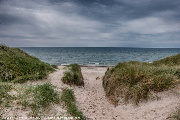 Dunes at the North Sea Coast in Jammerbugt, Denmark Picture Board by Frank Bach