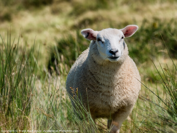 Lovely sheep in free nature, Ireland Picture Board by Frank Bach