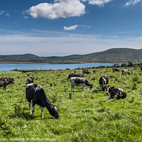 Buy canvas prints of Grazing cows in a flock on a summers day by Frank Bach