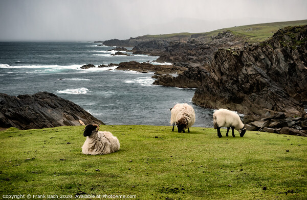 Achill head in county Mayo on the west coast of Ireland Picture Board by Frank Bach