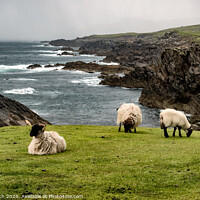 Buy canvas prints of Achill head in county Mayo on the west coast of Ireland by Frank Bach