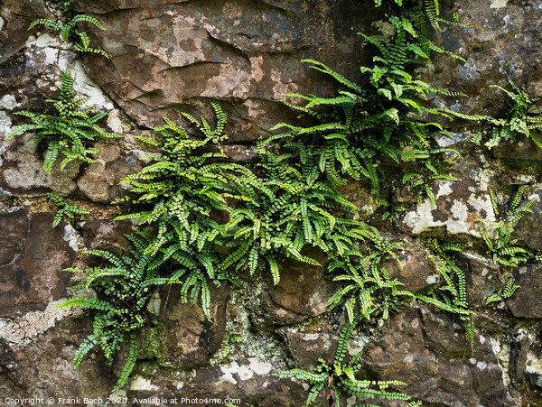 Belvedere house garden ferns, Ireland Picture Board by Frank Bach