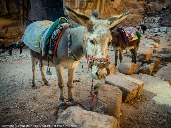 Donkey near the Shrine in Petra Picture Board by Frank Bach