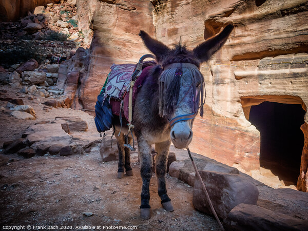 Donkey near the Shrine in Petra Picture Board by Frank Bach