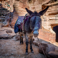 Buy canvas prints of Donkey near the Shrine in Petra by Frank Bach
